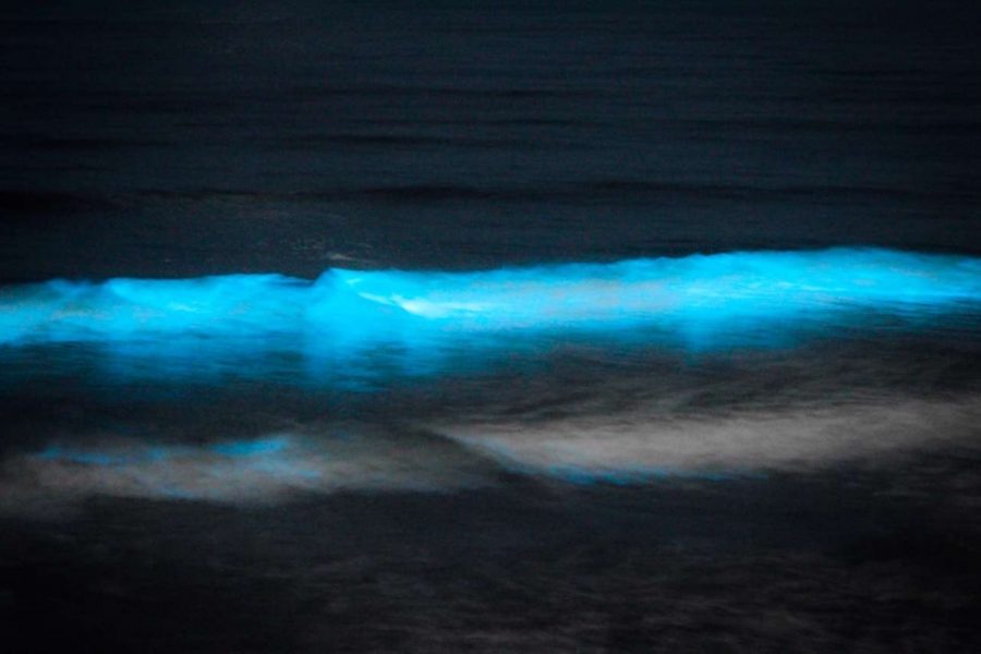 Bioluminescent Ocean, Del Mar